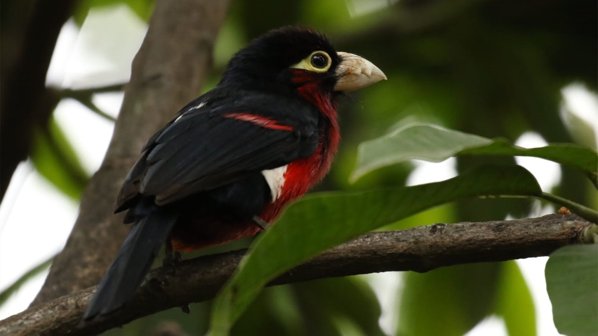 卢旺达女篮在非洲锦标赛中大放异彩,创历史佳绩