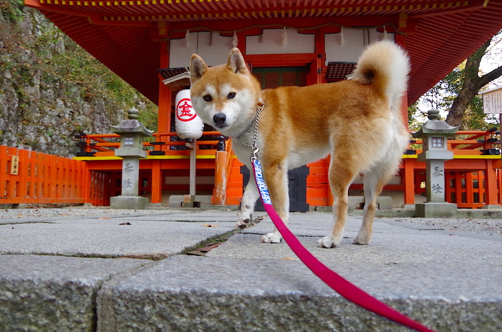 女子橄榄球有望引领英式运动潮流，女子橄榄球曝光