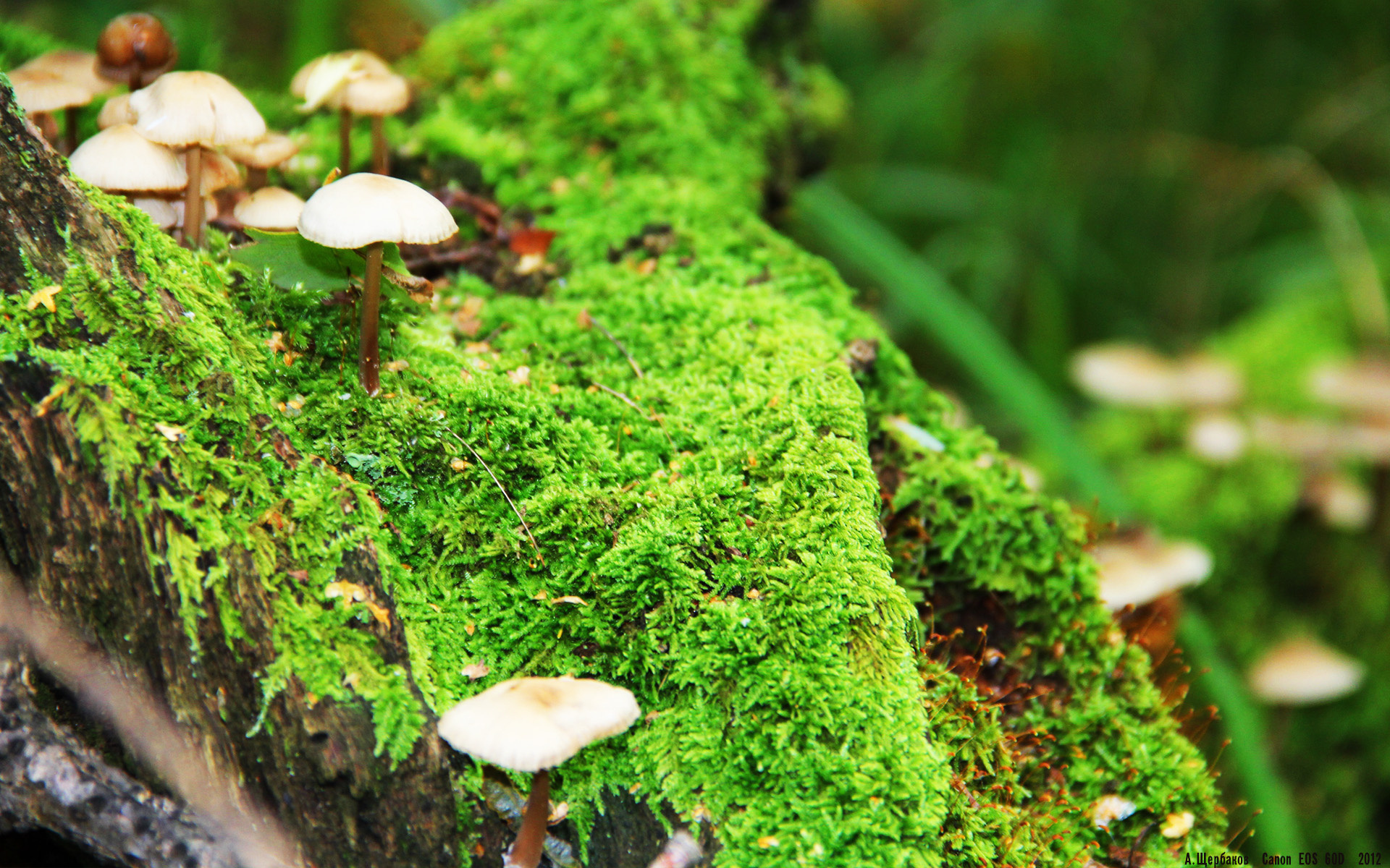 九游网游官网-澳大利亚袋鼠队：通过高质量球员配合制胜，澳大利亚袋鼠强壮