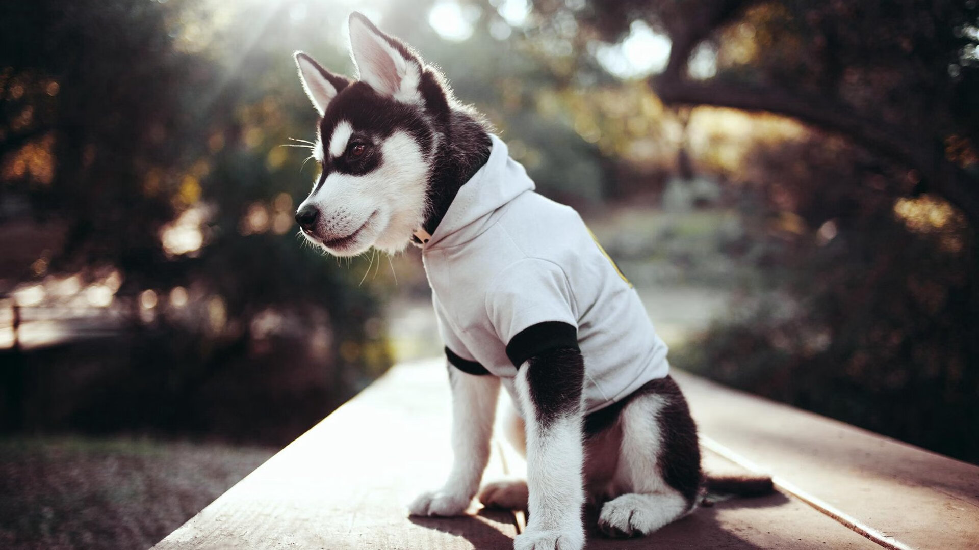 美洲杯明星纷纷亮相：激情澎湃巅峰对决！，美洲杯巨星