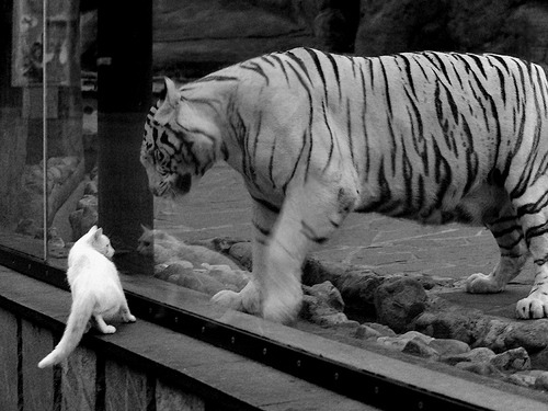 马刺社交媒体回顾经典比赛片段引发粉丝共鸣，马刺视频