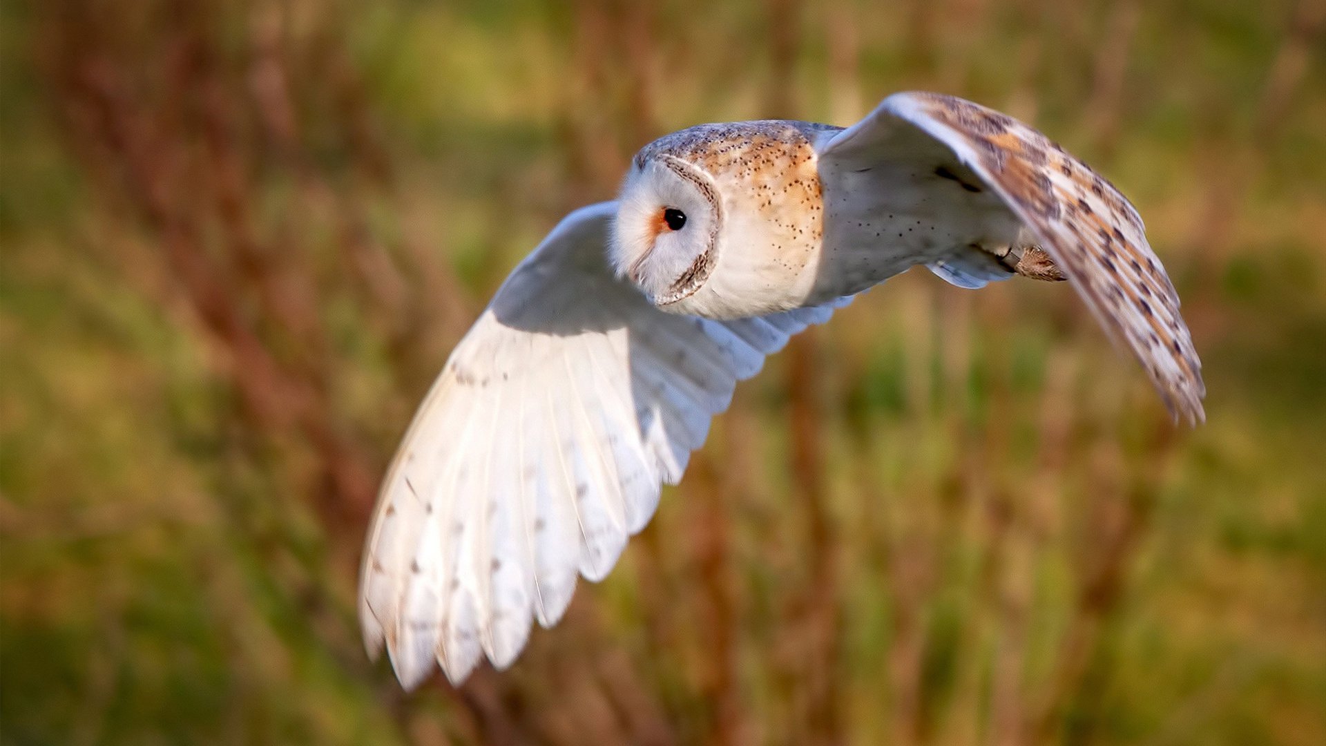 麦克沃伊决赛压线胜出惊险夺冠，麦克沃伊游泳